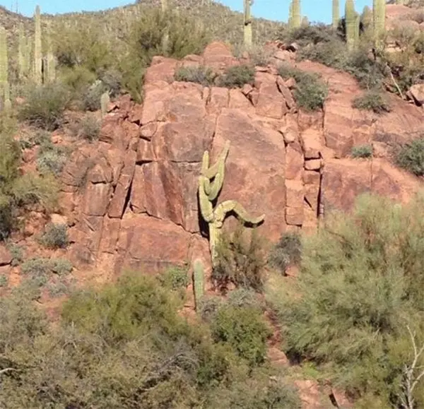 faces everyday objects cactus rock climbing