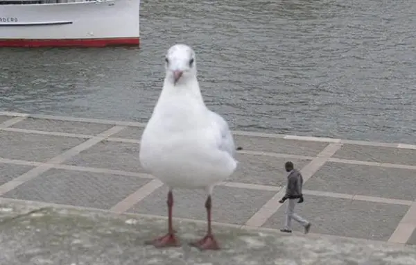 giant duck small man