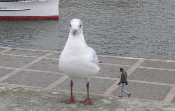 giant duck small man