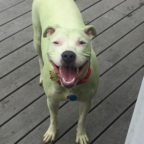 green dog from rolling in grass