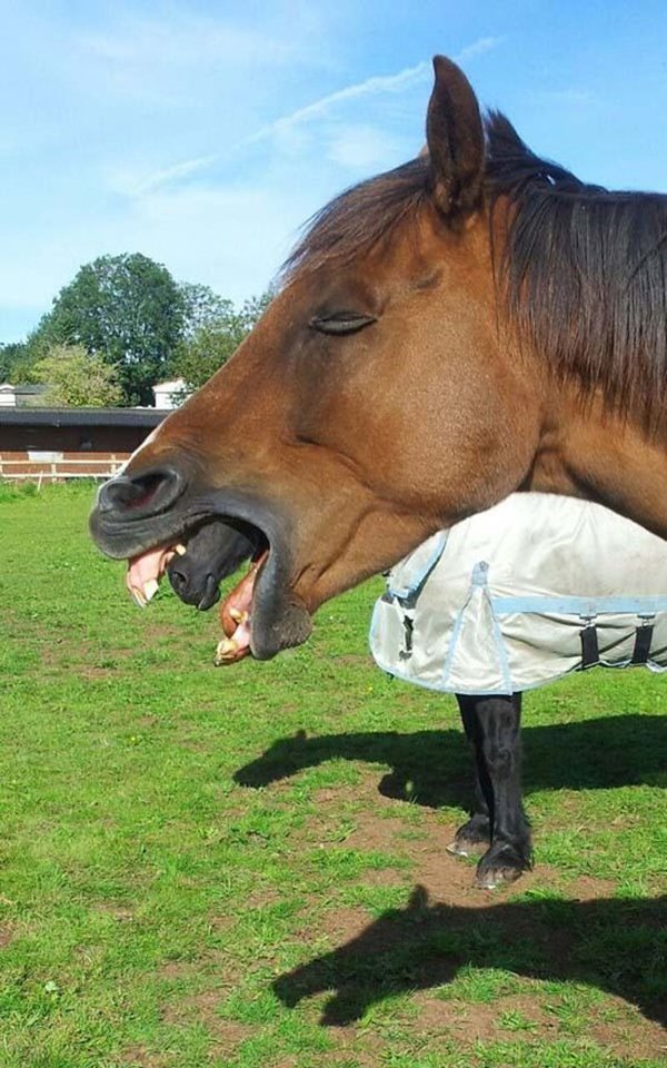 horse open mouth with horse coming out