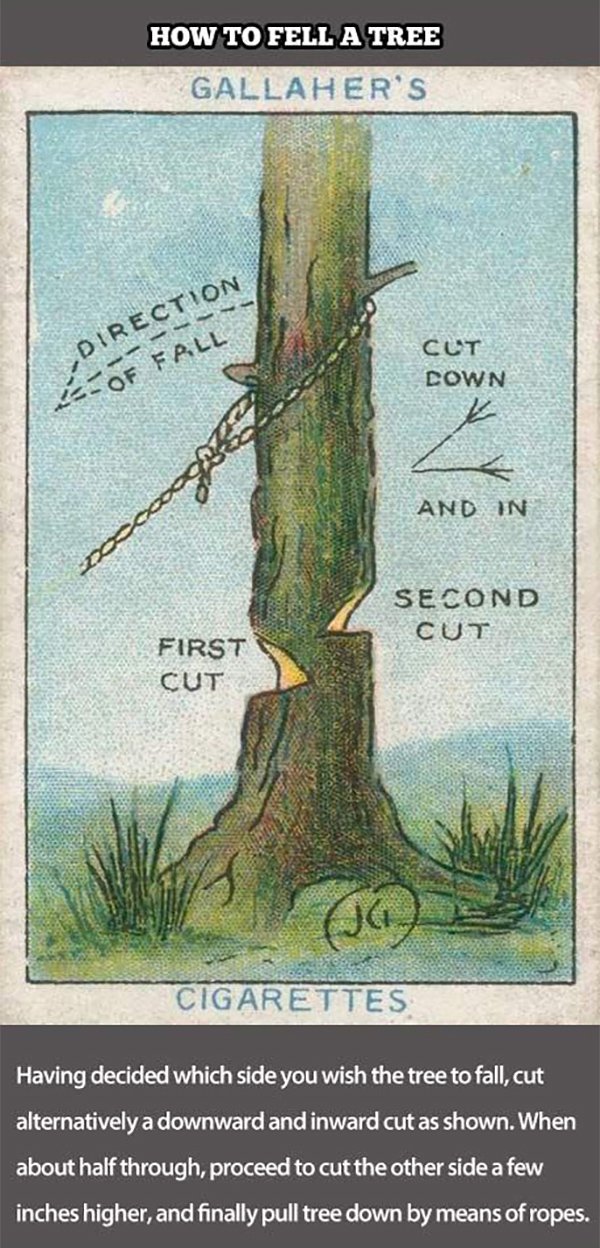 how to fell a tree