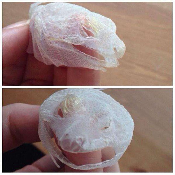 lizard shedding skin in one go