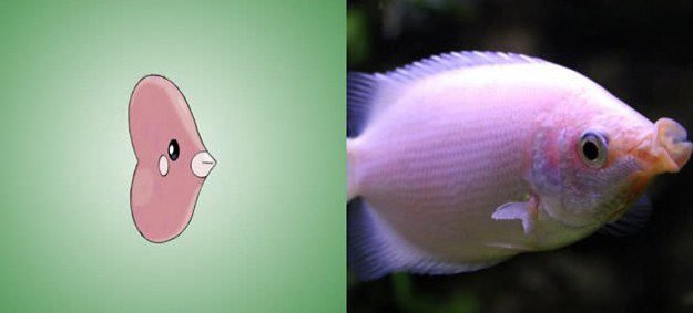 luvdisc kissing gourami