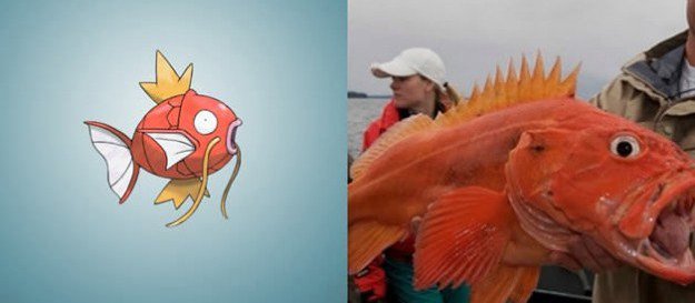 magikarp yellow rockfish copy