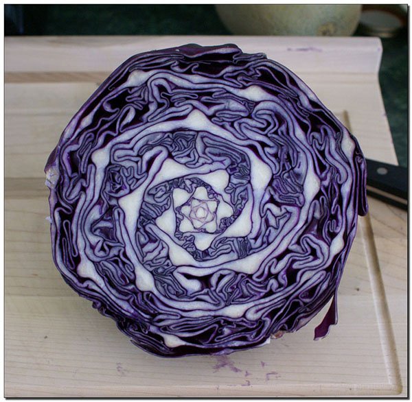 natural geometry of a cabbage