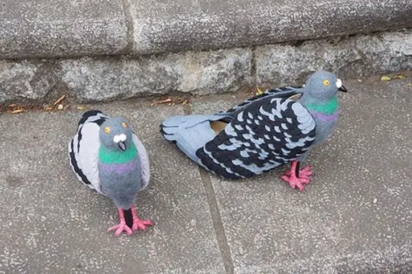 pigeon shoes not being worn