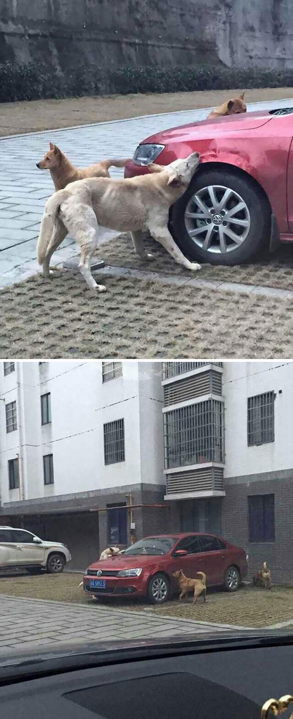 revenge stories stray dogs attack car