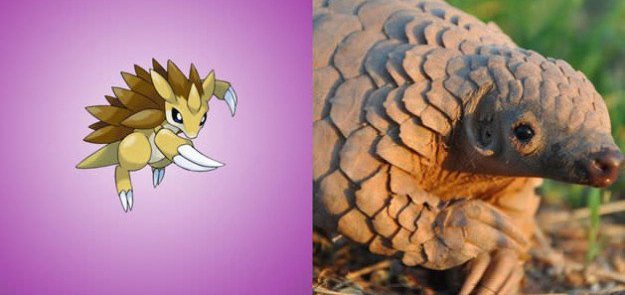 sandslash is a pangolin