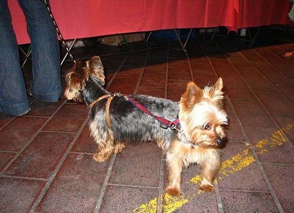 two headed dog illusion