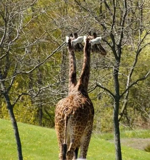 two headed giraffe