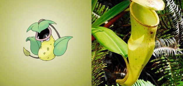 victreebel pitcher plant