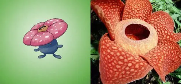 vileplume rafflesia arnoldii