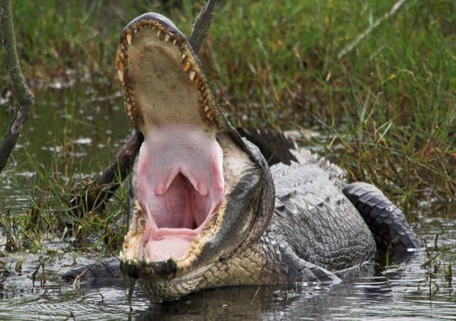 Astonishing Facts crocodiles swallow stones