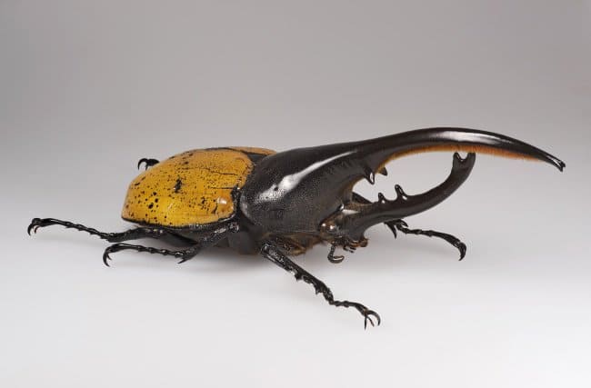 Astonishing Facts hercules beetle