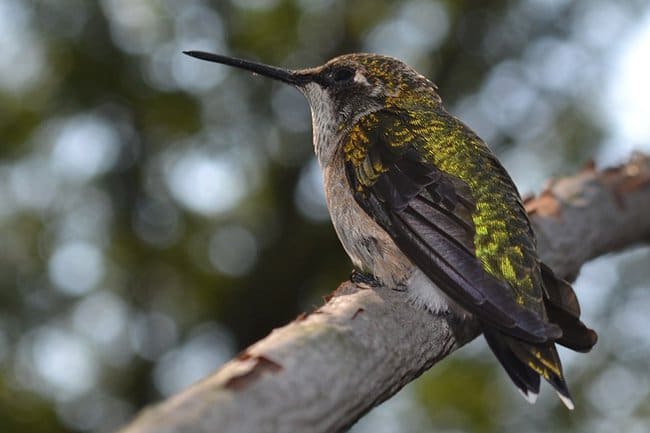 Astonishing Facts hummingbird
