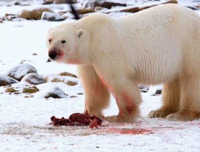 Astonishing Facts polar bears leave meat