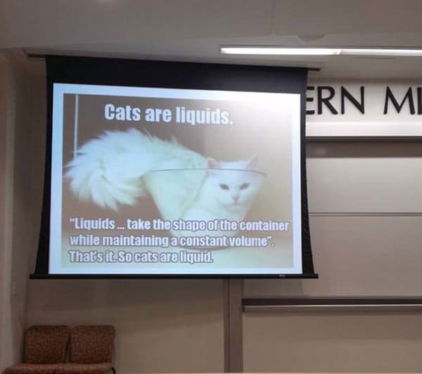 Best Teachers cats are liquids