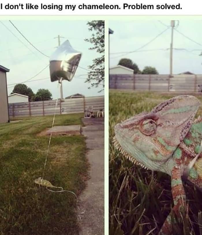 Clever People chameleon with balloon