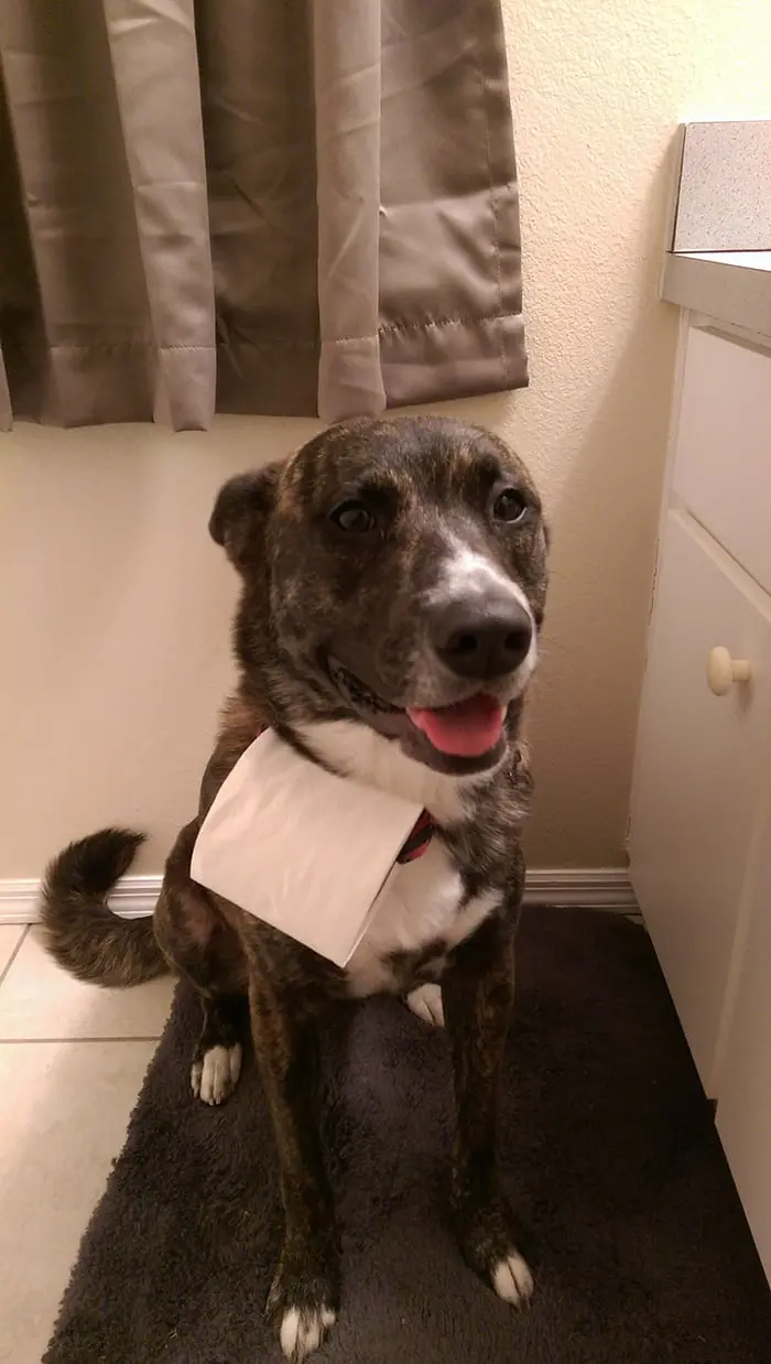 Clever People dog toilet paper delivery