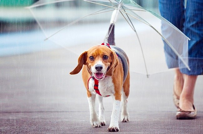 Cool Stuff dog umbrella