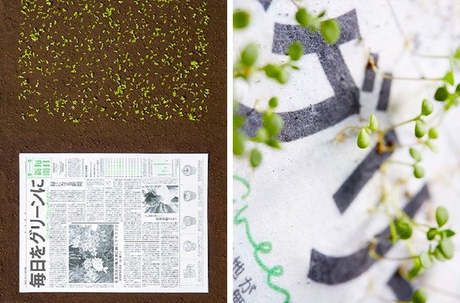 Cool Stuff newspaper grows plants