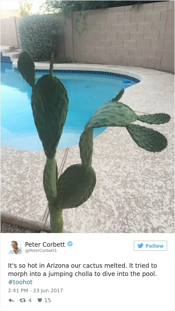 High Temperatures In Arizona Pictures Things Melting cactus