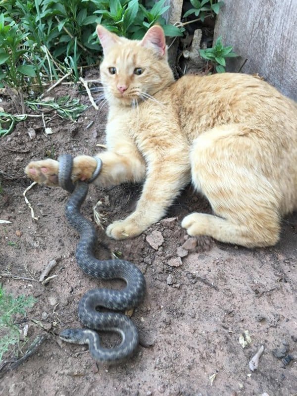 Intriguing Images cat with snake around paw