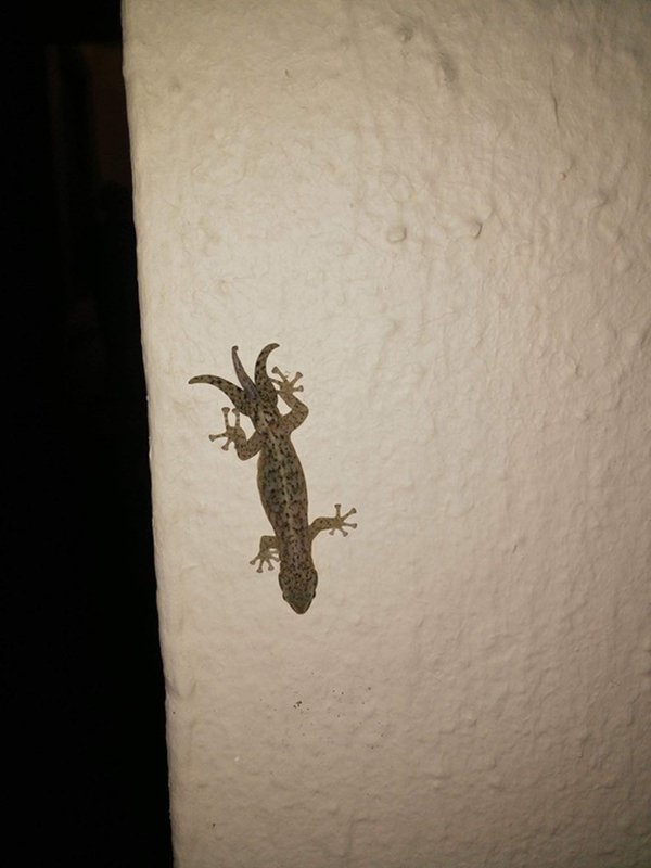 Intriguing Images gecko three tails