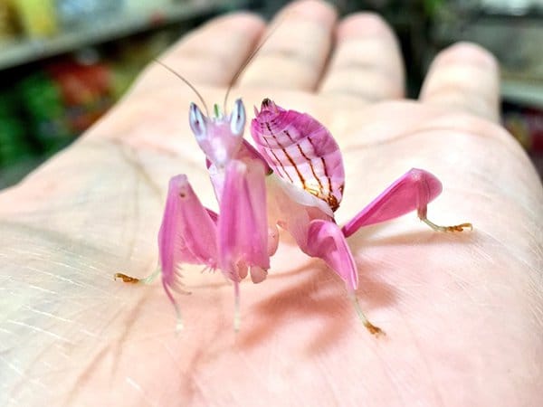 Intriguing Images orchid mantis