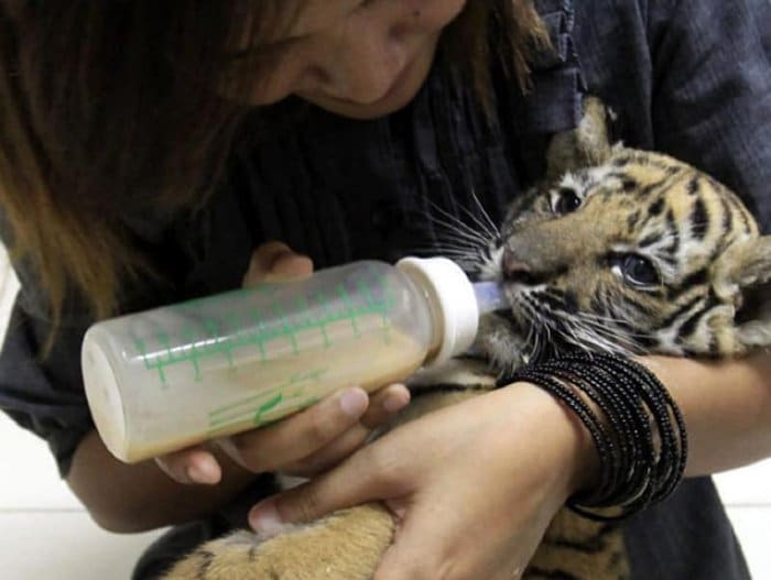 Items Confiscated By Border Security baby tiger feeding