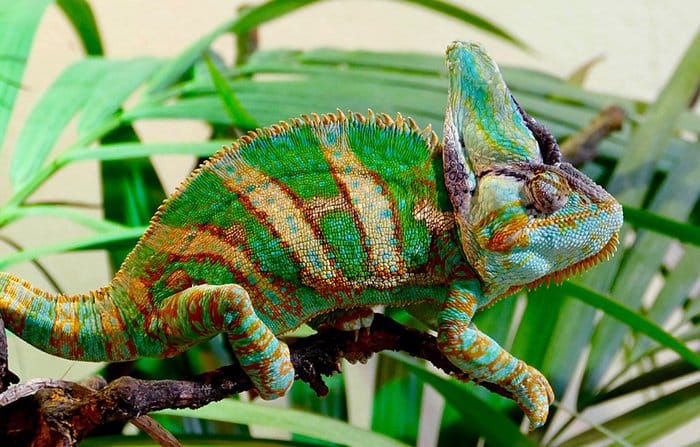 Items Confiscated By Border Security chameleon