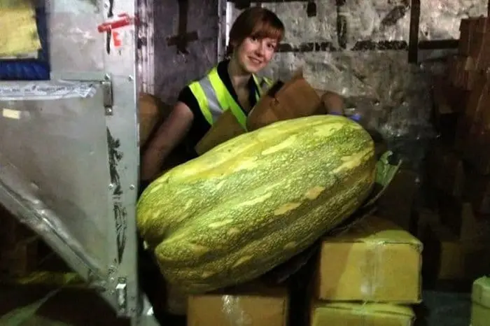 Items Confiscated By Border Security giant squash
