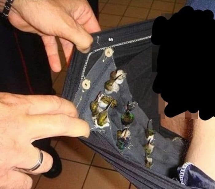 Items Confiscated By Border Security hummingbirds in pants