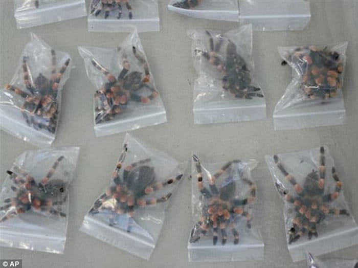 Items Confiscated By Border Security tarantulas in bags