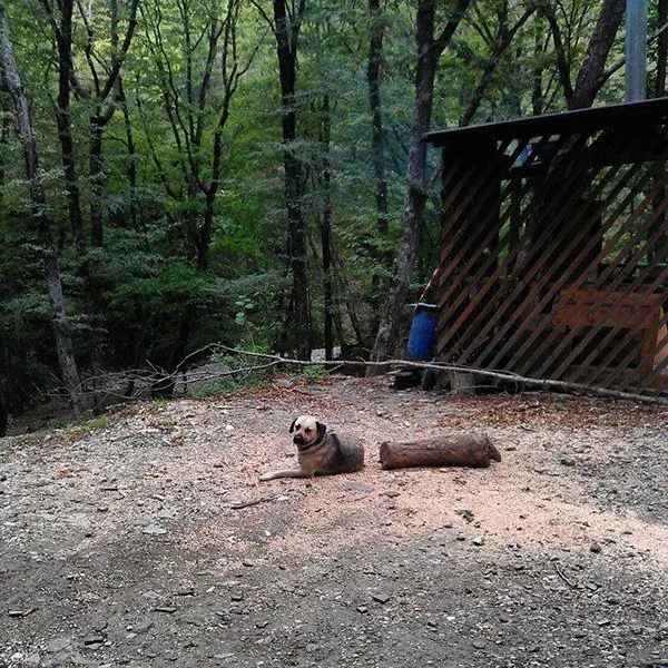 Mind Boggling Pictures half dog half tree