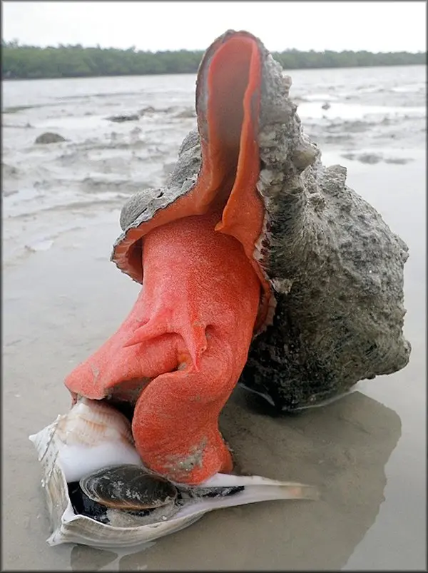 Mind Boggling Pictures horse conch