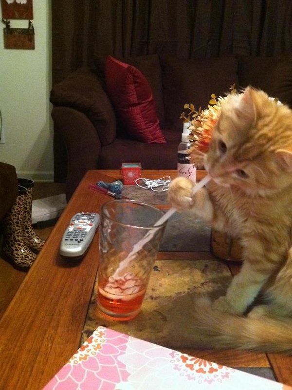 Pets Caught Red Handed cat drinking through straw