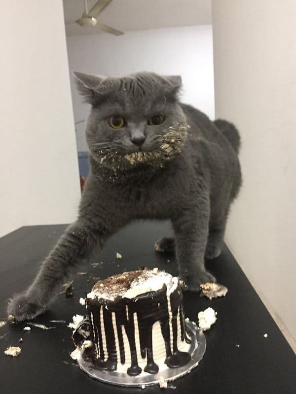 Pets Caught Red Handed cat eating cake
