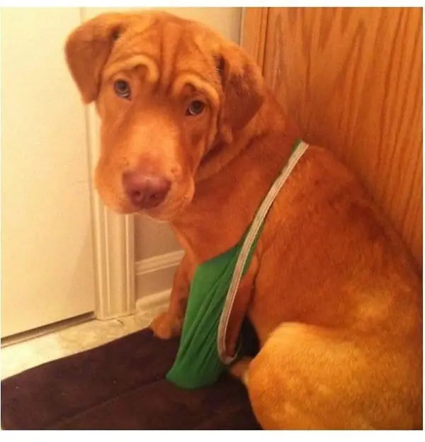 Pets Caught Red Handed dog trying on panties
