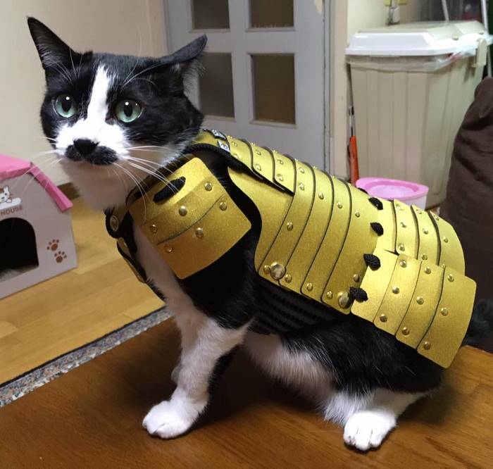 Samurai Armor for Cats Dogs gold armor on cat