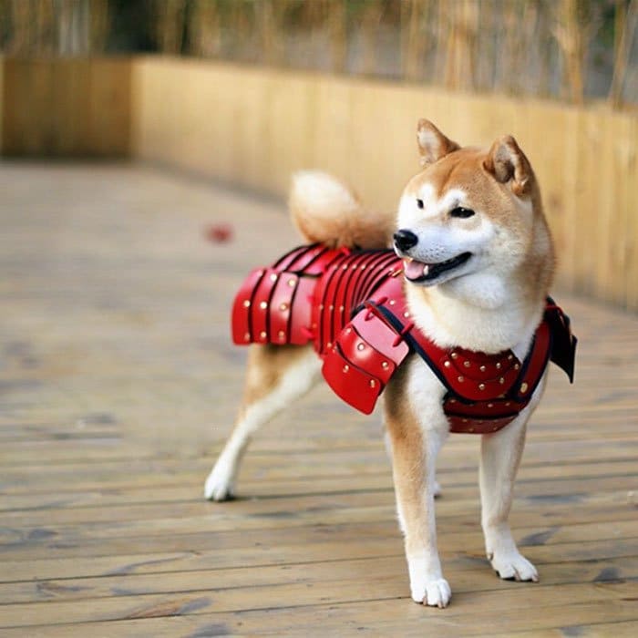 Samurai Armor for Cats Dogs red armor on dog