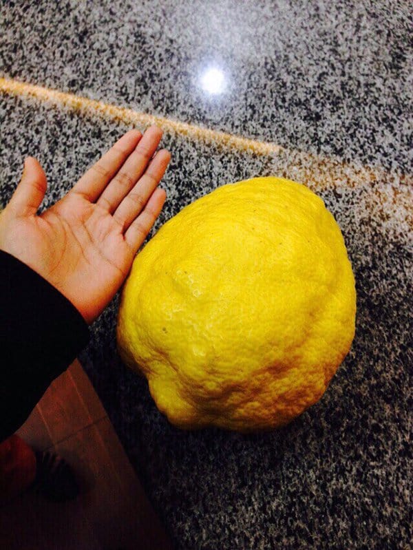 intriguing images huge lemon