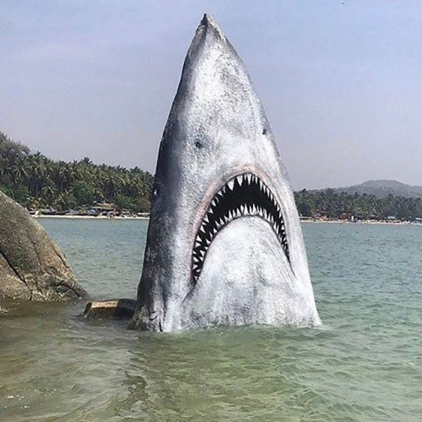 intriguing images rock painted like shark