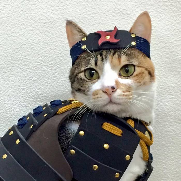 samurai armor for cats dogs cat in blue armor