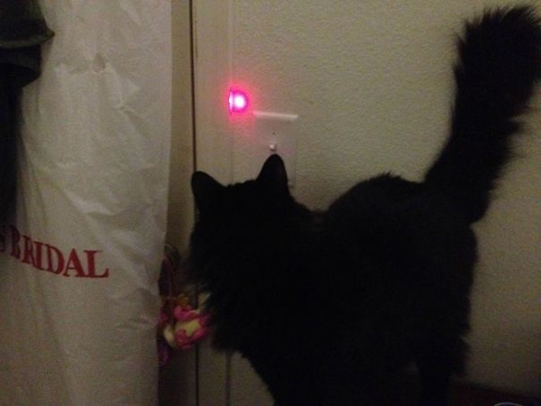 using laser to get cat to turn light off Why Being Married Is The Best