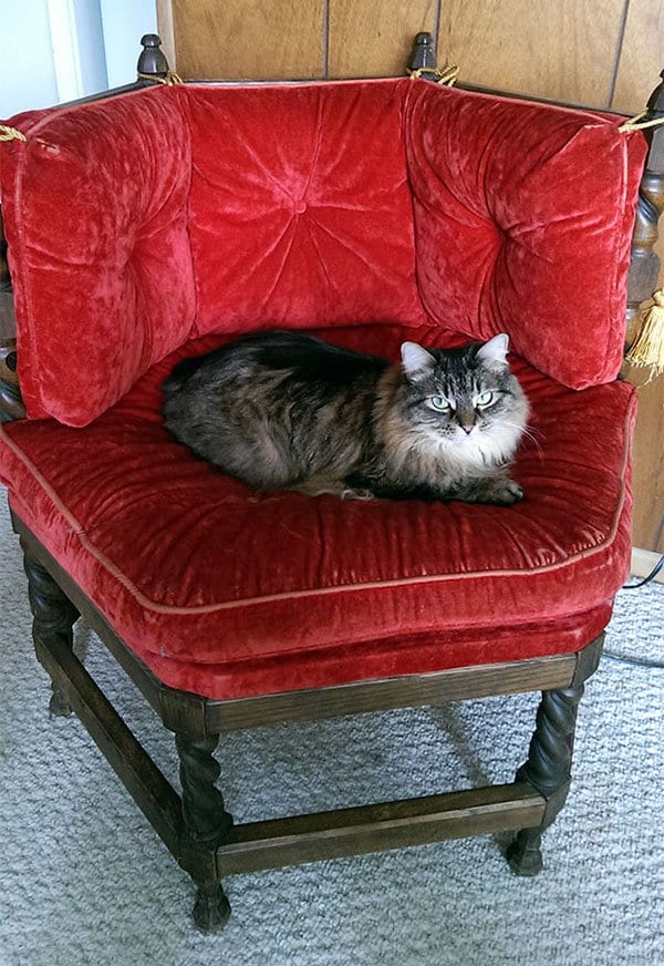 Best Things In Thrift Stores cat thrown chair