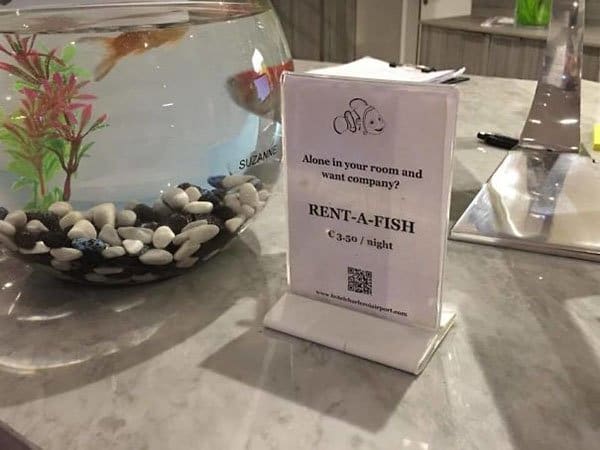 Genius Hotels rent a fish
