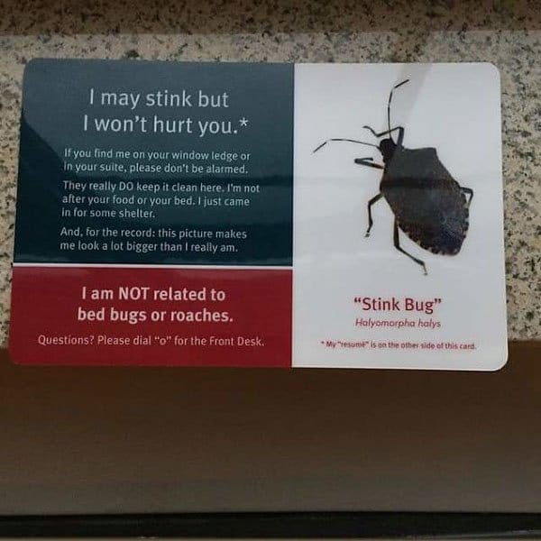 Genius Hotels stink bug