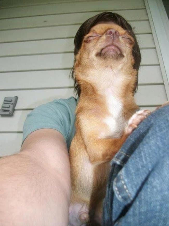 Photos You'll Have To Look Twice At chihuahua man body